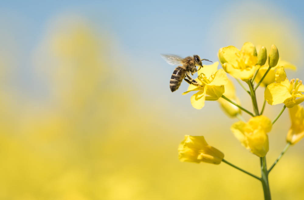 Biene auf Raps